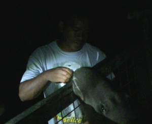 A zookeeper feeding one of the tapirs by night